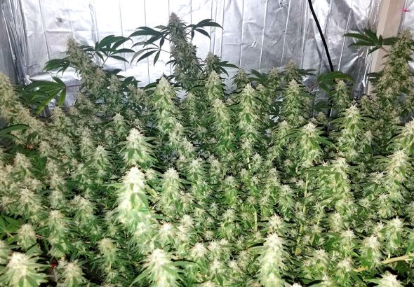 Top Mistakes to Avoid When Visiting an Illinois Dispensary for the First Time